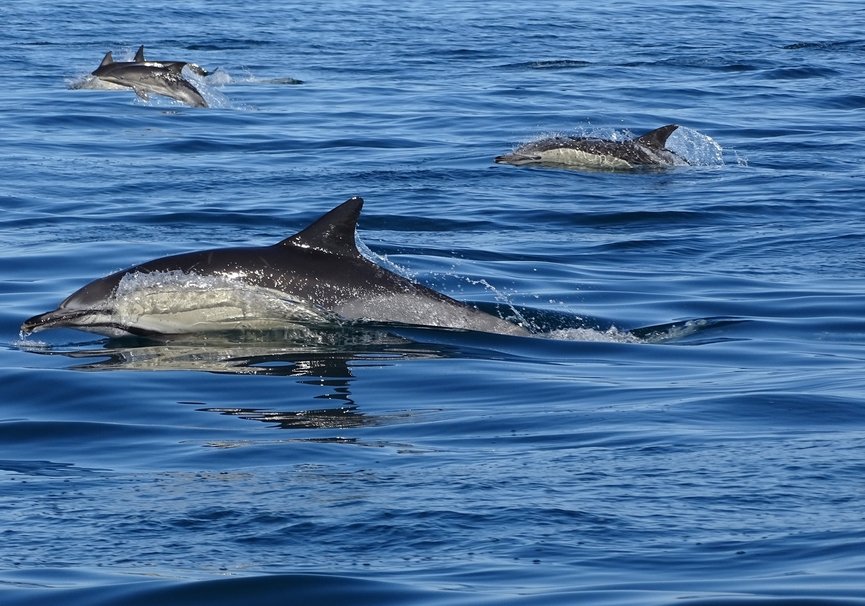 Medium dolphin watching 03