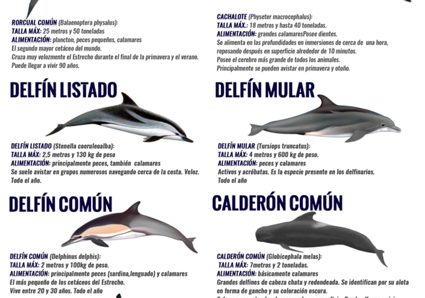 Medium turmares cetaceos